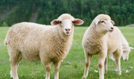 三只羊吃瓜爆料,揭秘娱乐圈最新爆料背后的真相